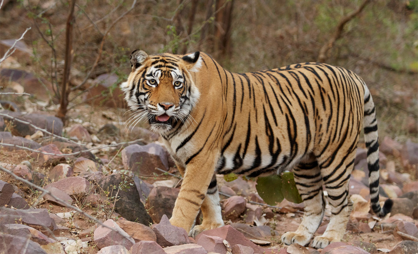Spot the royal predators and explore the heritage monuments inside the forest. Spot the royal predators and explore the heritage monuments inside the forest.