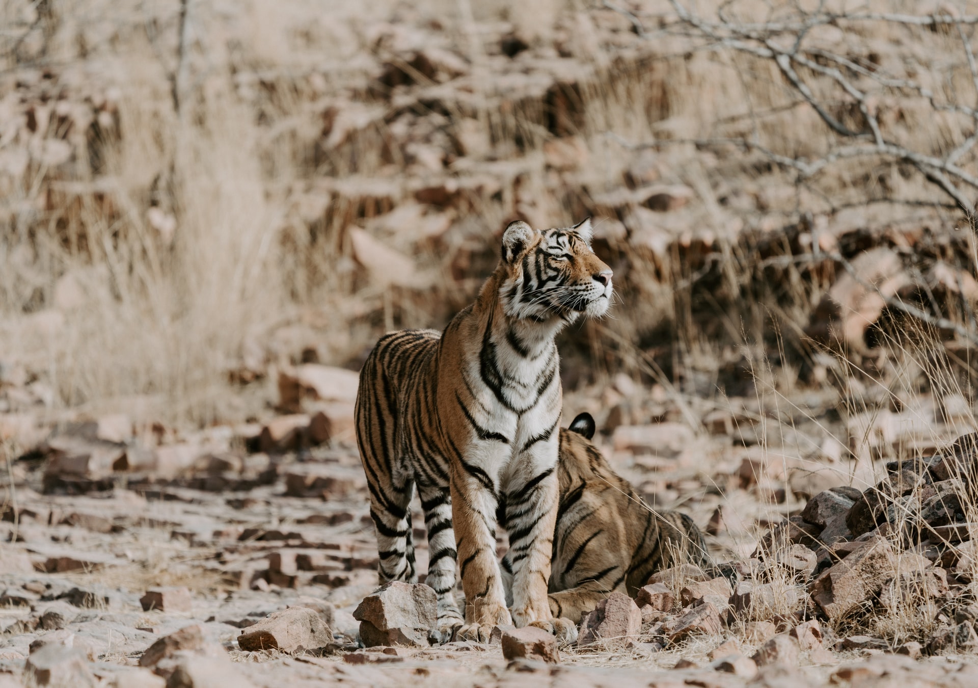 Tiger in the wild at Ranthambore National Park, India