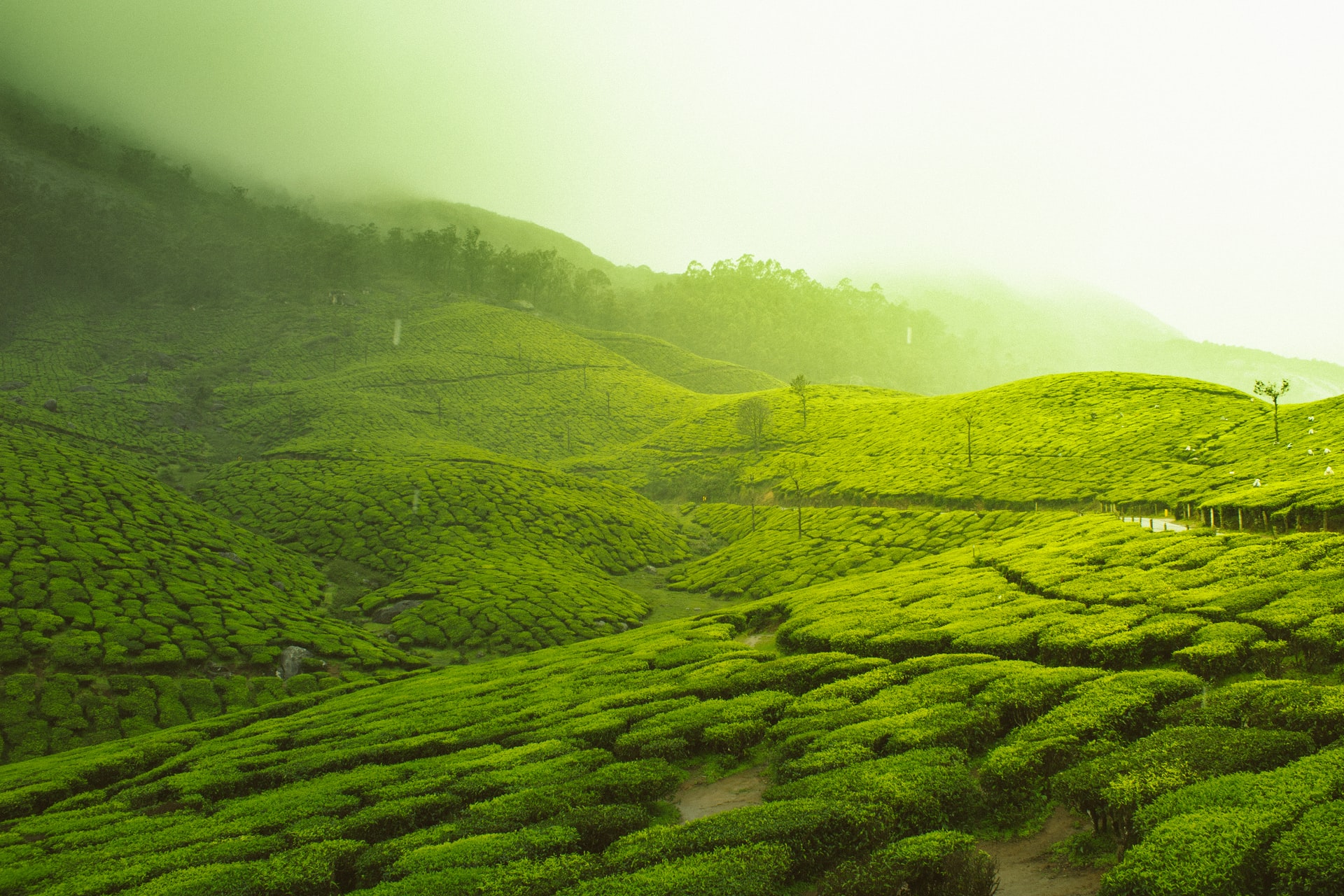 Tea Gardens, Munnar, Kerala, India